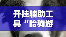 开挂辅助工具“哈狗游戏十三道怎么才能赢”细辅助教程分享